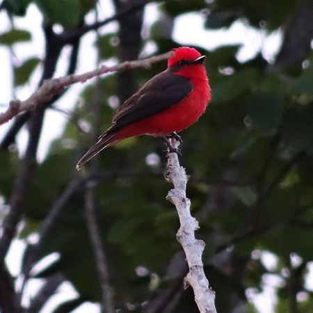 El Paraiso Posada Finca San Vicente Barichara Eksteriør bilde