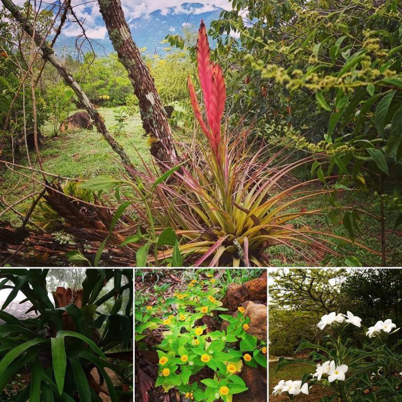 El Paraiso Posada Finca San Vicente Barichara Eksteriør bilde