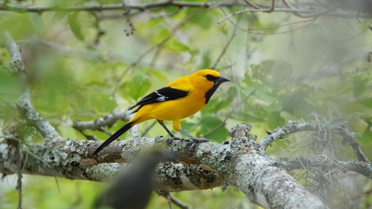 El Paraiso Posada Finca San Vicente Barichara Eksteriør bilde